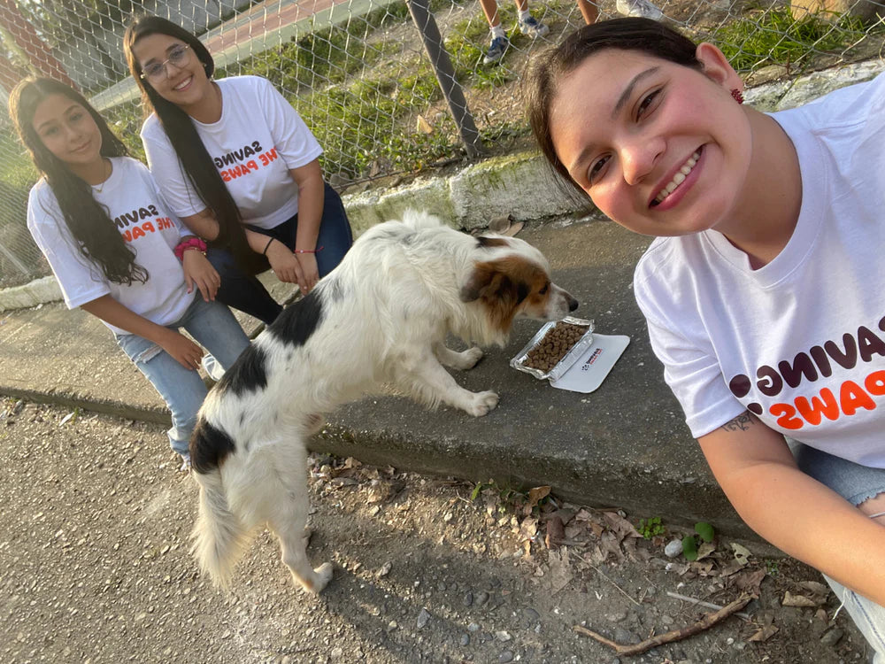 Dogs being helped through bracelet purchases